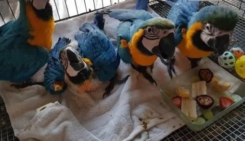 4 Beautiful Blue and Gold Macaws available