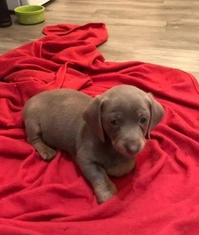 Dachshund puppies