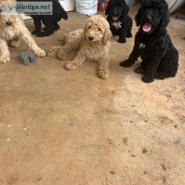 Standard Poodle puppies