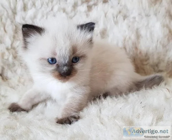 Ragdoll kittens