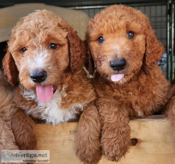 Goldendoodle Puppies 7 weeks old