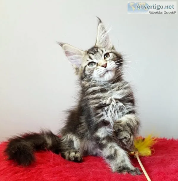 Maine coon kittens