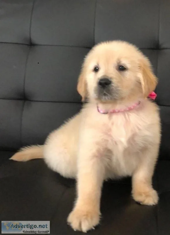 Golden Retriever puppies