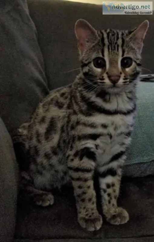 Bengal Kittens for sale