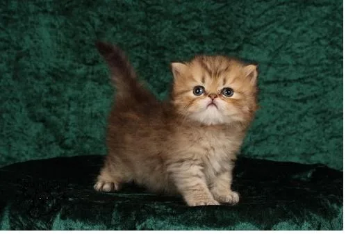Persian kittens