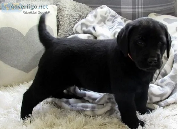 Labrador Retriever pups