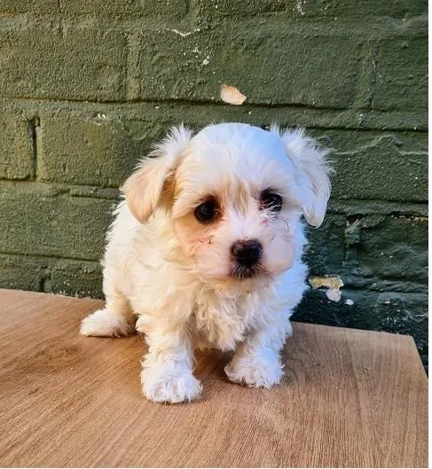 Maltipoo puppies