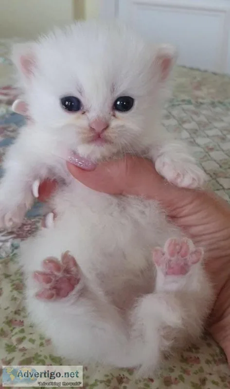 Persian kittens