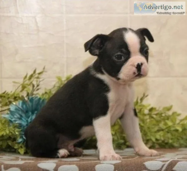 Boston terrier puppies