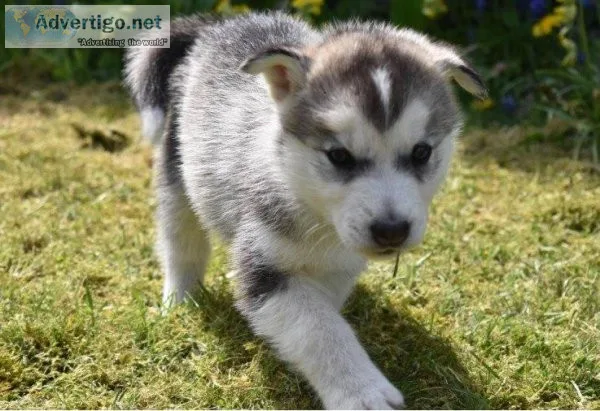 Siberian Husky Puppies