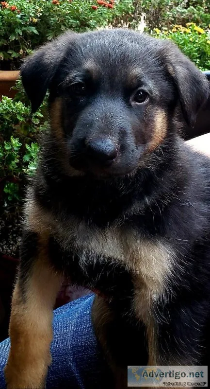 German Shepherd Pups