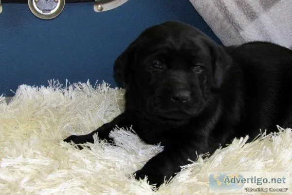Labrador Retriever puppies