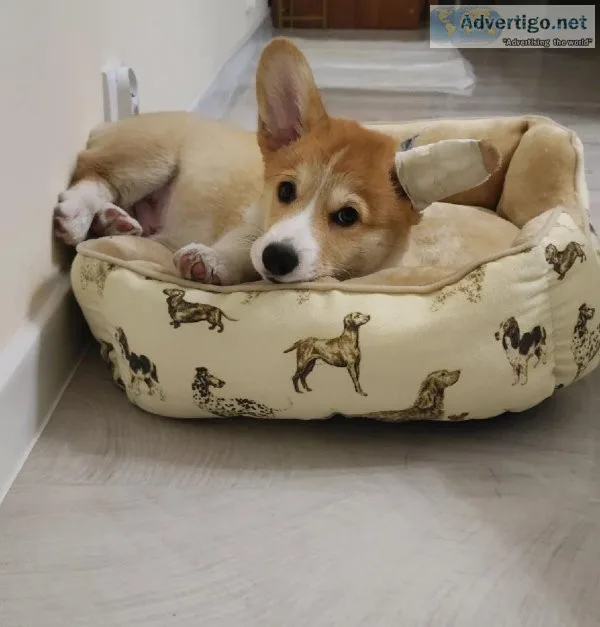 Corgi Puppies For Sale