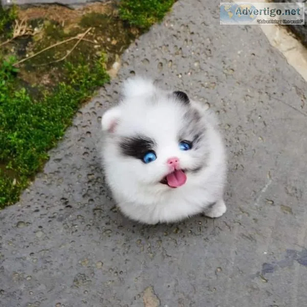 Pomsky Puppies For Adoption