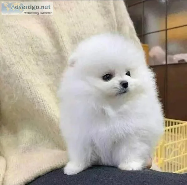 Pomeranian puppies