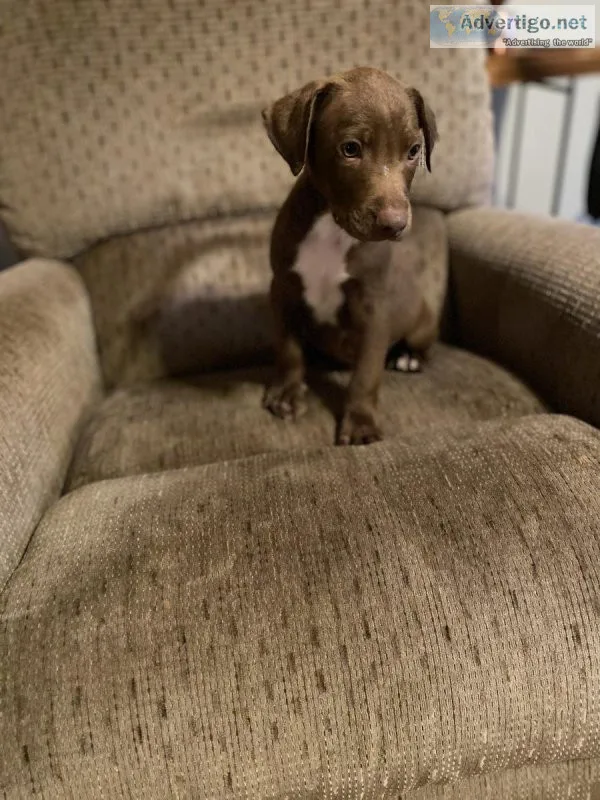 Awesome Chocolate Lab