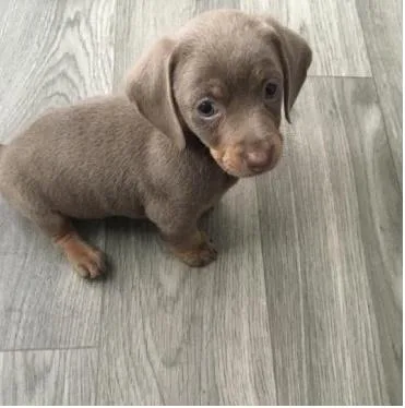 Dachshund puppies