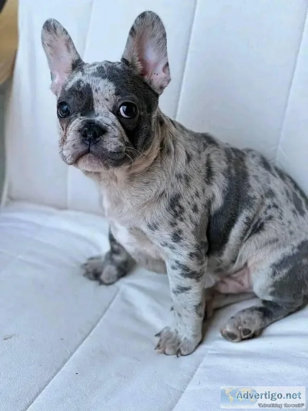 French Bulldog puppies