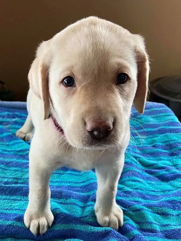 Labrador Retriever ready