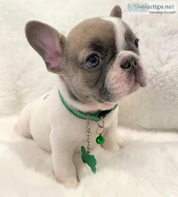 French Bulldog puppies
