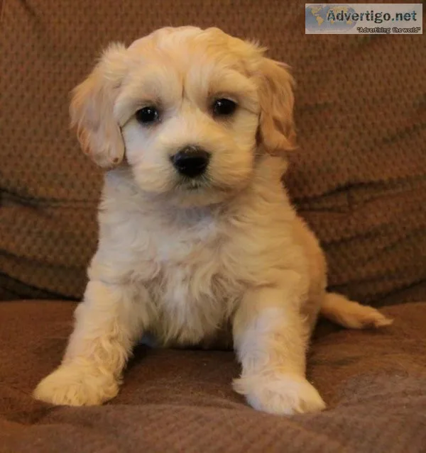 Cockapoo Puppies