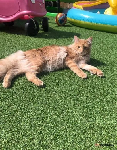 Maine Coon kittens