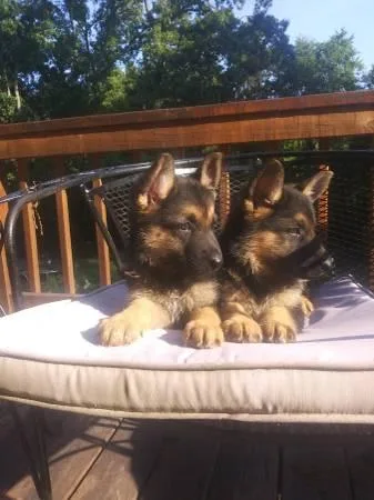 Quality German Shepherd puppies