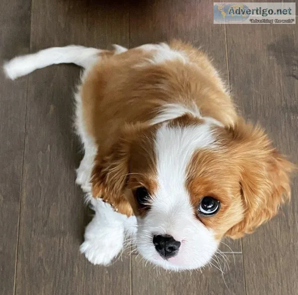 Cavalier King Charles Puppies For Sale
