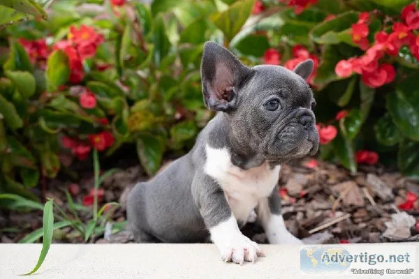 FRENCH BULLDOG PUPPIES