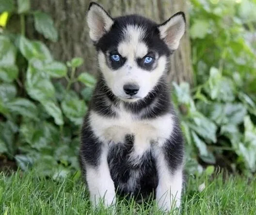 Lovely Siberian Husky Puppies