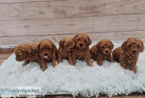 Special little cavapoo puppies