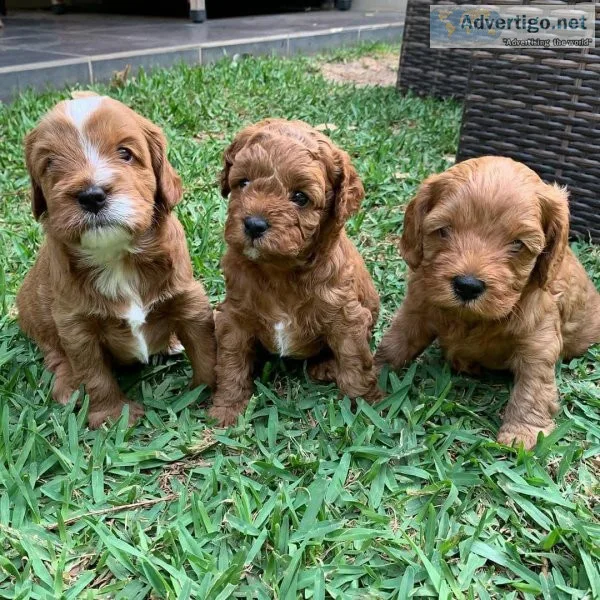 cavapoo puppies for sale