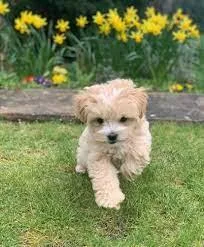 Maltipoo puppies