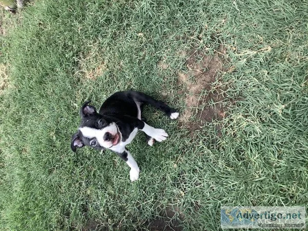 Boston terriers micro mini puppies