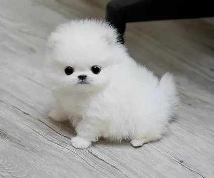 Pomeranian puppies for sale