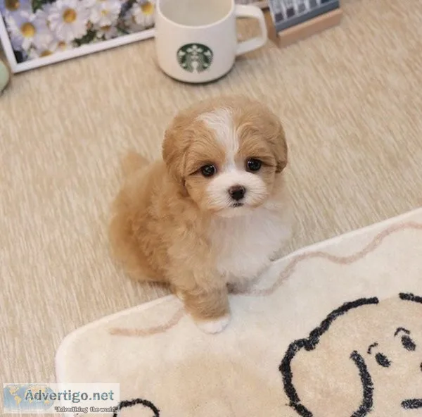 Maltipoo Puppies For Sale