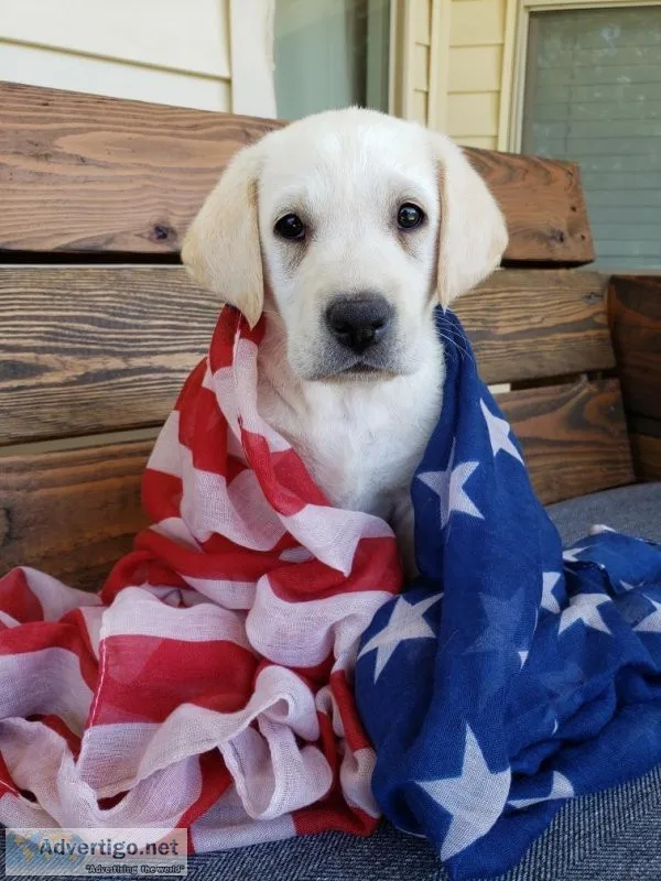 POINTING LAB RETRIEVER PUPPIES AKC