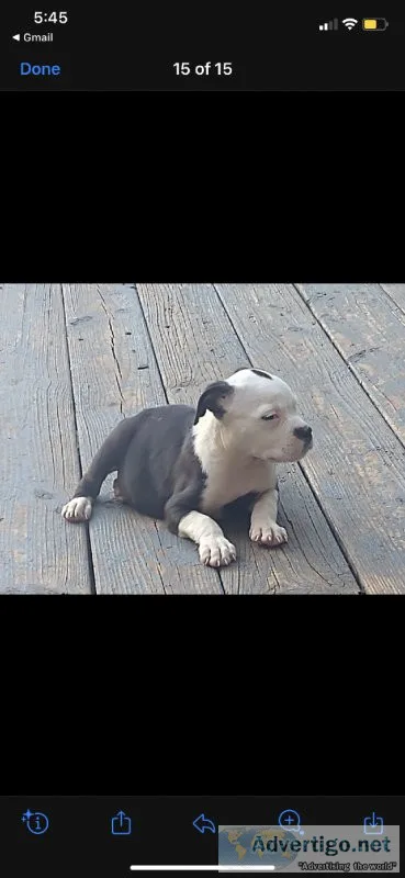 Olde English Bulldogge