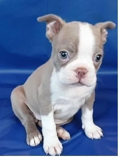 Boston terrier puppies