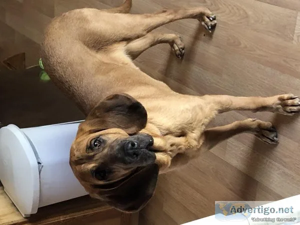 A free 3yrs female Bloodhound dog