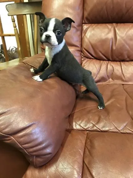 Boston Terrier Puppies