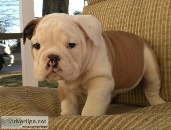 English Bulldogs Available