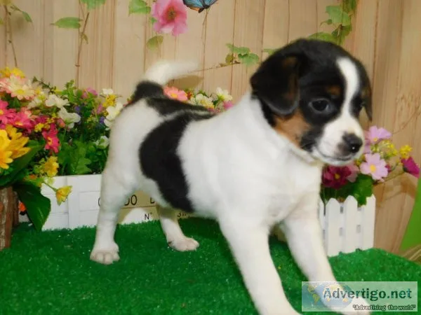 BeagleRat Terrier Mix Type. Prespoiled and well socialized.