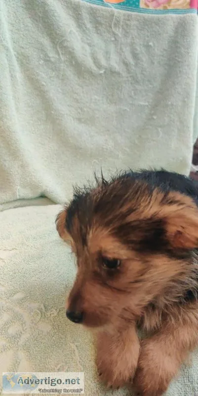 Corgi mix