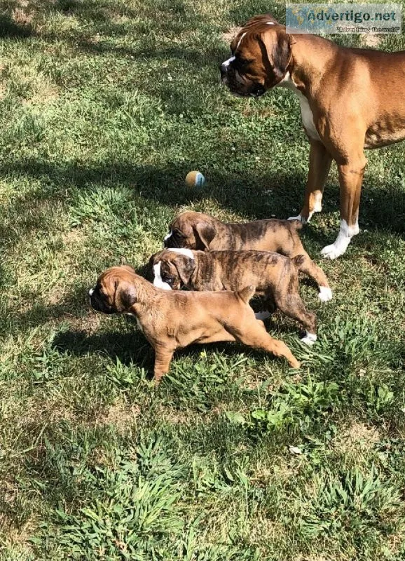 Boxer Puppy&rsquos for sale
