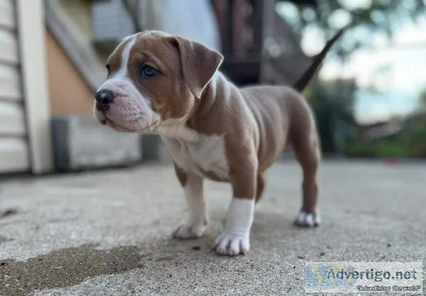 10 week old female American Bully