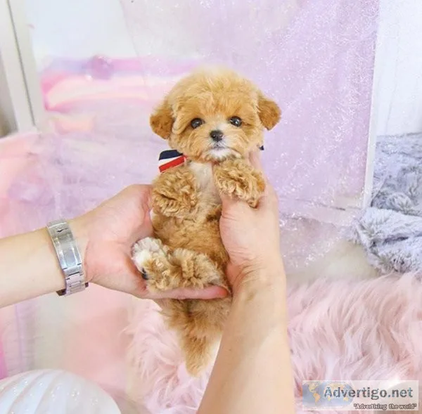 ToyTeacup and Miniature Poodles for sale