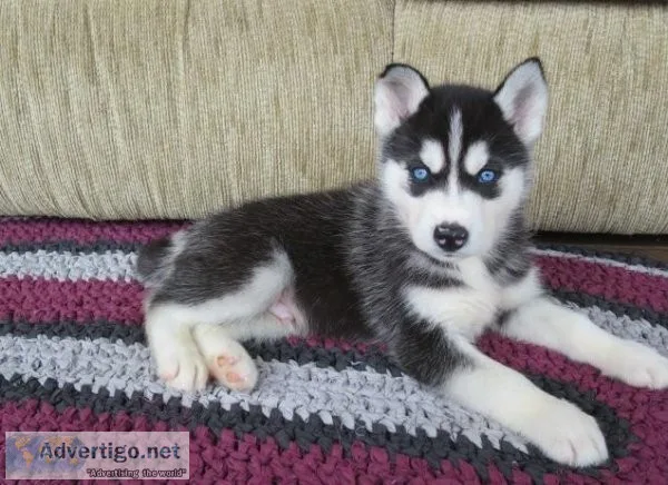 Lovely Siberian Husky Puppies
