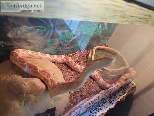 Free Corn Snake and Tank