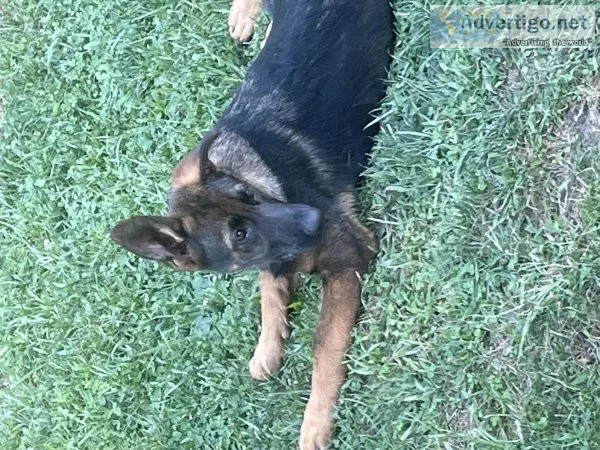 ACK German shepherd pup